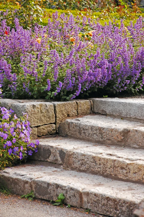 Escalier extérieur en pierre naturelle avec muret de soutènement, bordé de massifs de népéta en fleurs violettes