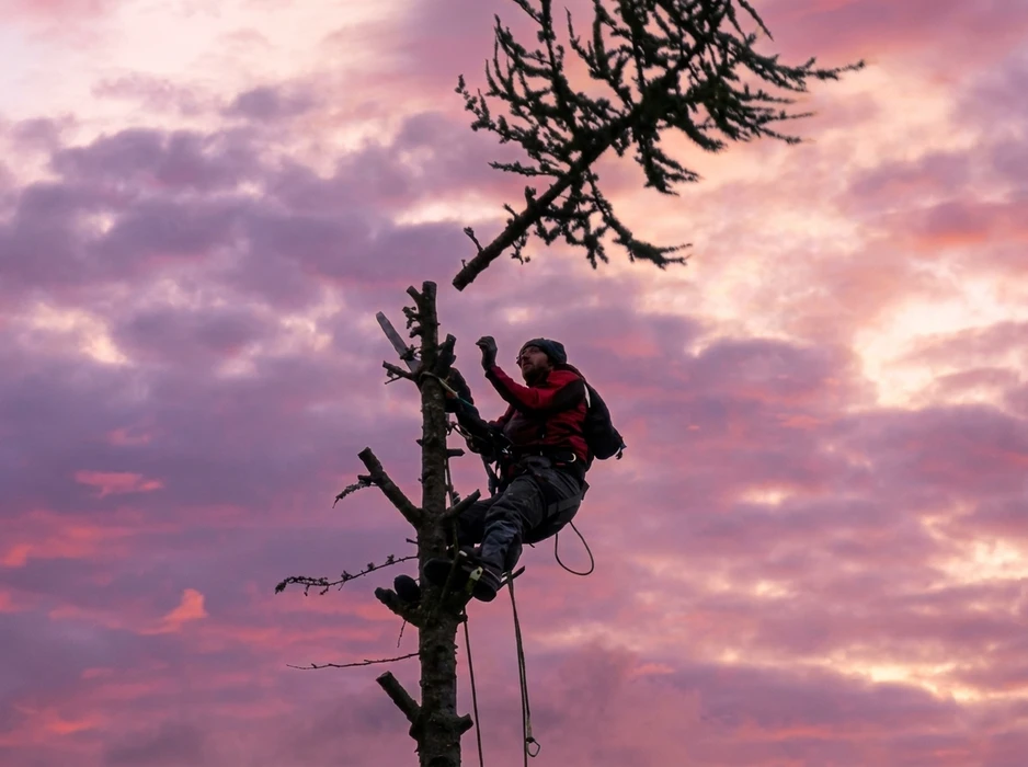 Scène extérieure de travaux d'élagage avec troncs d'arbres fraîchement coupés sur pavage en briques