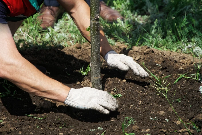 Homme en tenue de travail effectuant l'entretien d'un jardin résidentiel, utilisant un outil de jardinage sur pelouse
